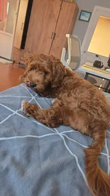 Poodle de 8 mois propre et bien entretenu dans un foyer temporaire