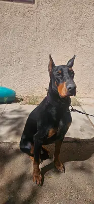 doberman yavrusunu ücretli sahiplendiriyorum