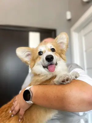 Welsh Corgi for Adoption | Friendly Family Dog