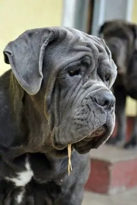 那不勒斯獒犬待领养 | 平静守护者