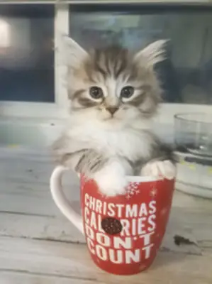 Chatons sibériens avec pedigree