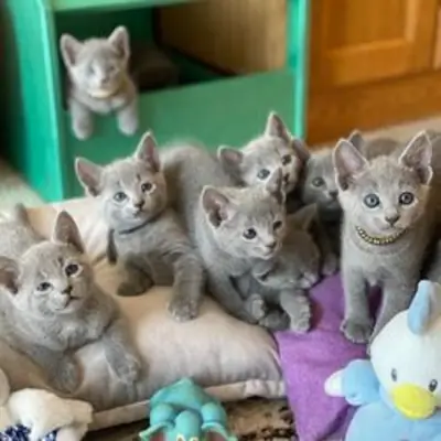 Chatons russes bleus prêts à être adoptés