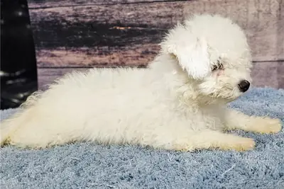 Safkan Bichón Frisé Yavruları
