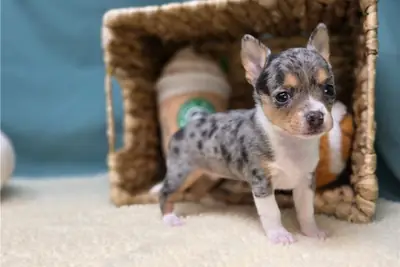 Cachorros de Chihuahua de pura raza