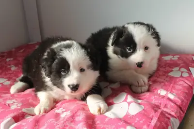 边境牧羊犬幼犬
