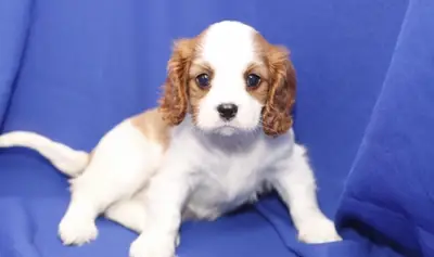 Cavalier King Charles Spaniel yavruları