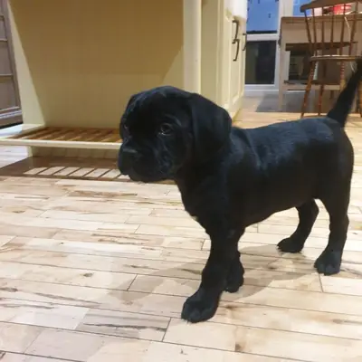 Cane Corso yavruları dişi ve erkek