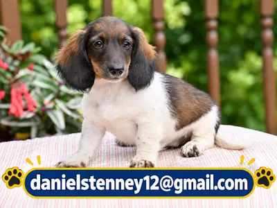 Adorable Mini Dachshund puppies