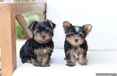 Chiot Yorkie