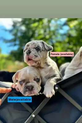 Fransız Bulldogları Yavruları … İletişim için
