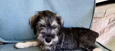 迷你雪纳瑞幼犬 …请给我写信