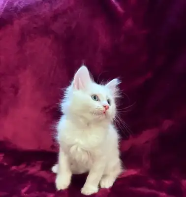 ✨ SİBER KEDİLER — SEVGİYLE EVDE YETİŞTİRİLDİ ✨