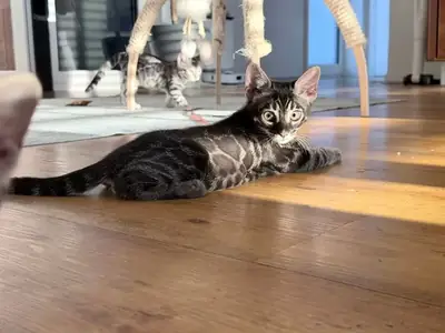 Charcoal Bengal kitten