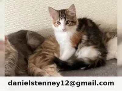 Dreamy Norwegian Forest Cat kittens