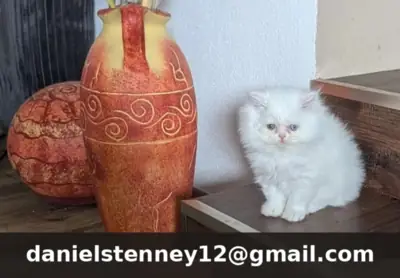 Chatons persans de race pure