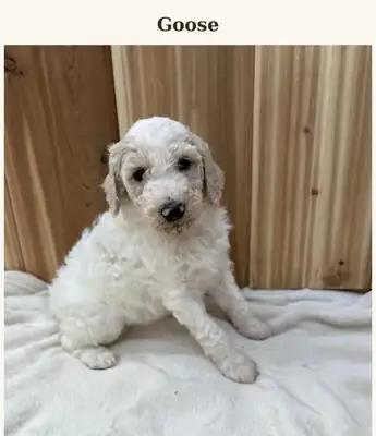 Cachorros de Poodle Estándar