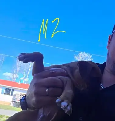 Cachorros de Boxer. Atigrado, leonado. 4 hembras. 2 machos.