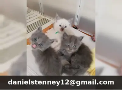 可爱的布偶猫小猫