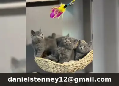 Three purebred British Shorthair Blue 