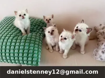 Sacred Birman kittens