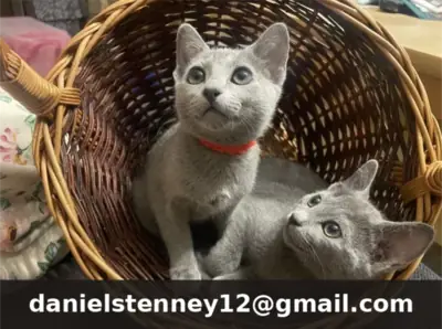 Chaton Bleu Russe Disponible
