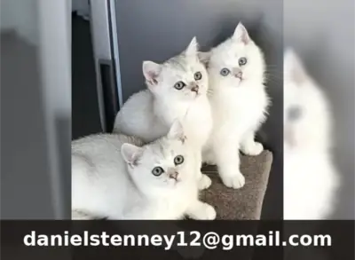 Chatons British Shorthair de race pure
