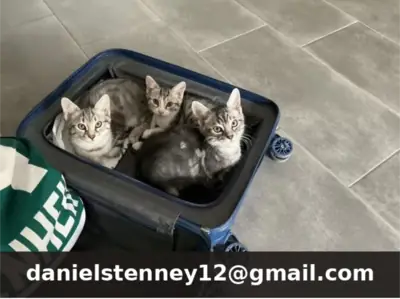 Silver Bengal kittens