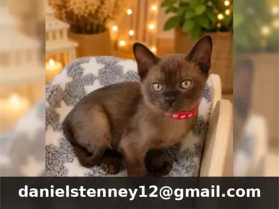 Burmese kittens