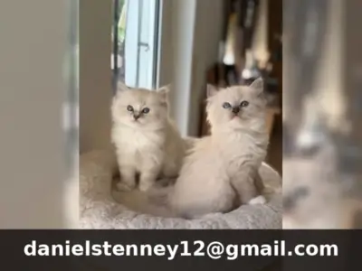 可爱的布偶猫小猫