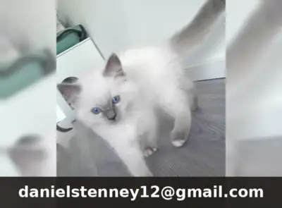 美丽的布偶猫小猫