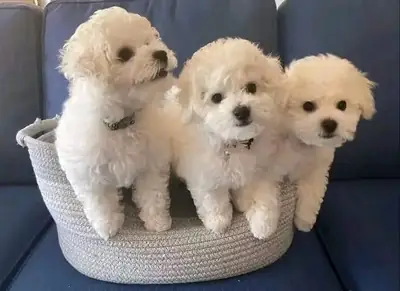 Cachorros de bichón maltés en venta.