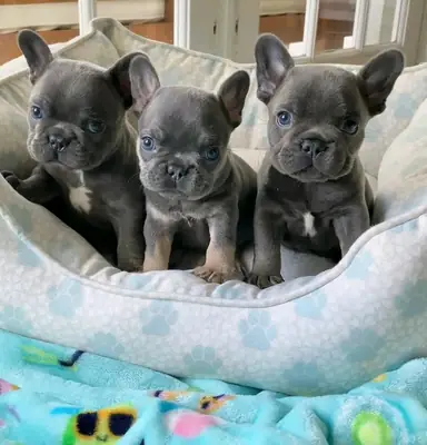 Fransız bulldog yavruları satılık.