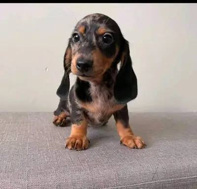 Cachorros de Dachshund en venta.