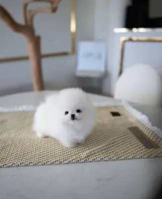 Cachorros de Pomerania en venta.