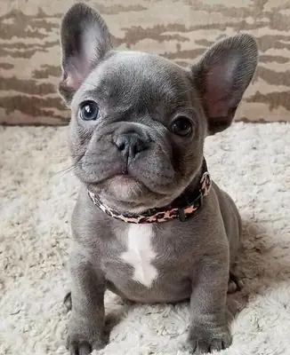 🐾 Rencontrez le adorable Bulldog Français ! 🐶💙