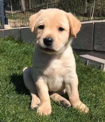 🐶🖤 Rencontrez ce adorable Labrador Retriever