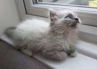 雌性布偶猫 (Seal Tortie Bicolor):