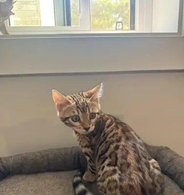 Safkan Bengal Kedisi…Bana yazın