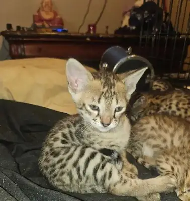 Savannah ve **Savacoon** Kedileri