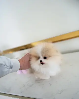 博美犬幼犬