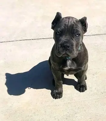 出售Cane Corso幼犬。