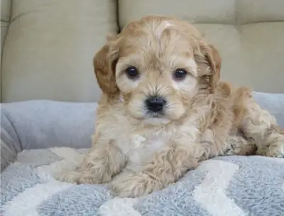 Cachorros Cavapoo en Venta Cerca de Mí