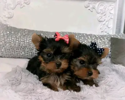 Satılık Yorkie Yavru Köpekler.