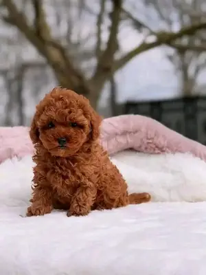 Poodle yavruları satılık.