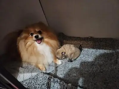 Magnifique spitz nain (Pomeranian) enregistré au KC (Kennel Club) – prêt à être remis immédiatement