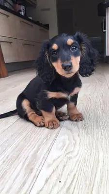 Rencontrez ce adorable Teckel nain ! 🐶❤️