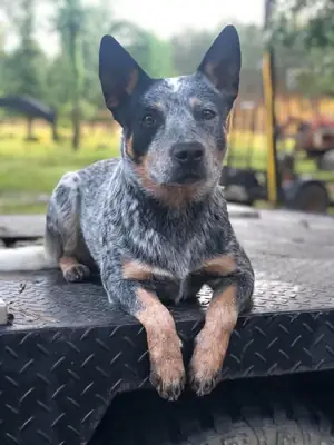 澳大利亚牧牛犬领养 | 精力充沛、聪明伶俐的犬种