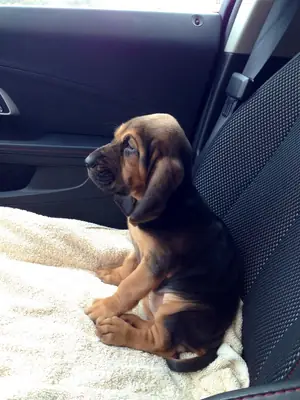 寻血猎犬领养 | 性格温顺，适合家庭饲养的狗狗