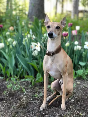 惠比特犬领养 | 优雅的犬种，适合家庭生活