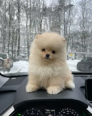 博美犬领养 | 可爱的小型犬